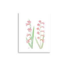 Gladiolus Art Print