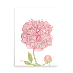 Peony Art Print