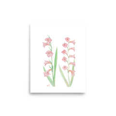 Gladiolus Art Print