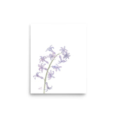 Hyacinthus Art Print