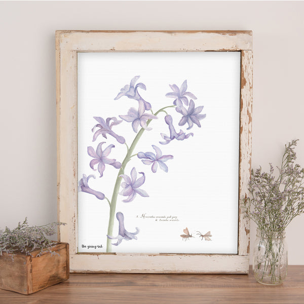 Hyacinthus Downloadable Print