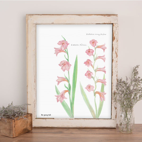 Gladiolus Downloadable Print