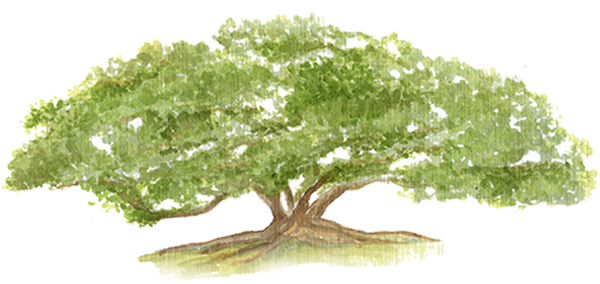 Santa Barbara Moreton Bay Fig Tree downloadable artwork