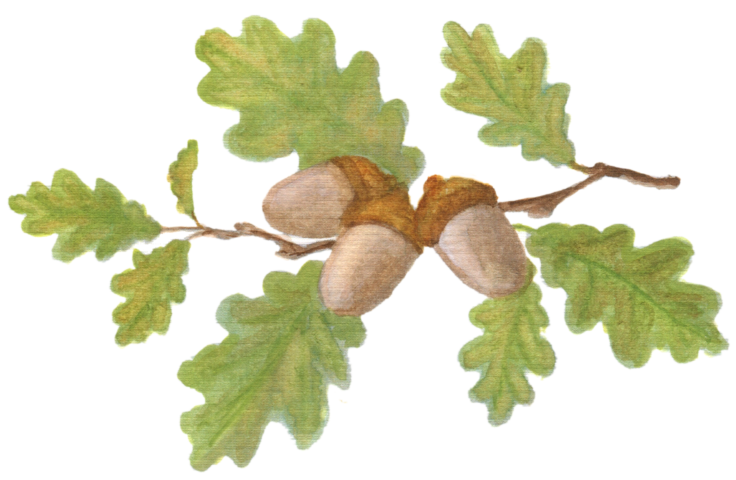 Oak Branch with Acorns downloadable artwork