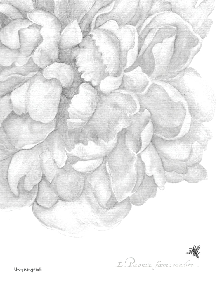 Detailed Black and White Peony Downloadable Print