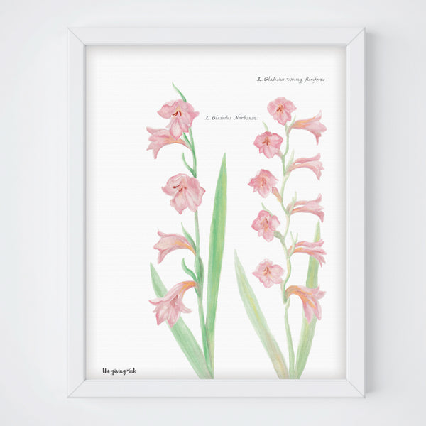 Gladiolus Downloadable Print