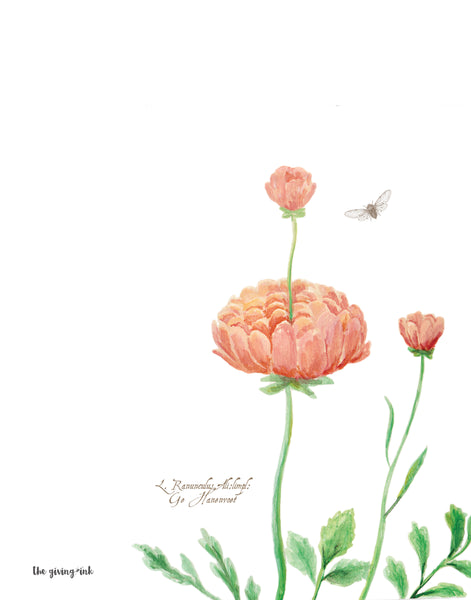 Ranunculas Downloadable Print