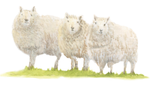 Sheep downloadable artwork