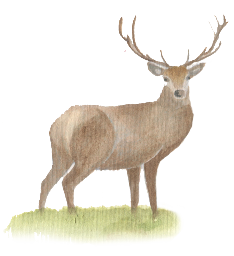 Stag downloadable artwork
