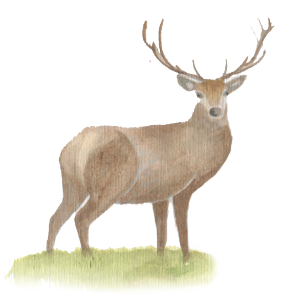 Stag downloadable artwork