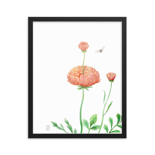 Ranunculus Watercolor Framed Print