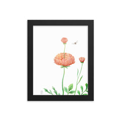 Ranunculus Watercolor Framed Print