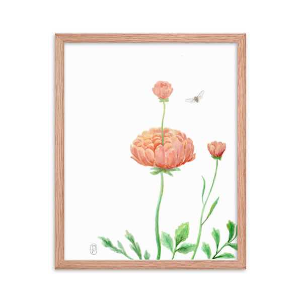 Ranunculus Watercolor Framed Print