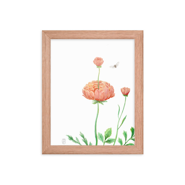 Ranunculus Watercolor Framed Print
