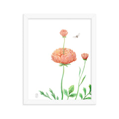 Ranunculus Watercolor Framed Print