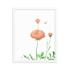 Ranunculus Watercolor Framed Print